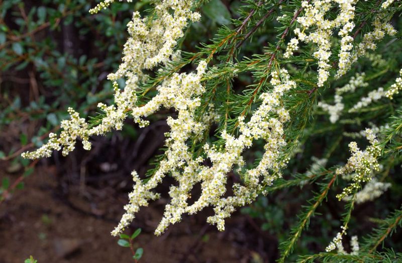 Chamise (Adenostoma fasciculatum) Chamise (Adenostoma fasciculatum)