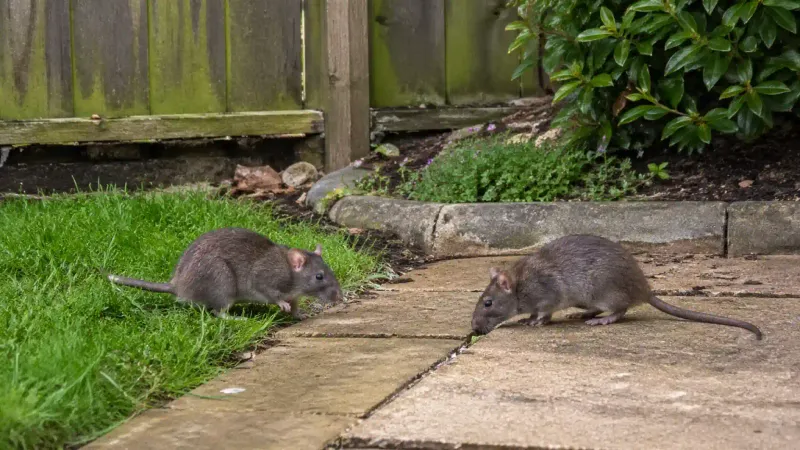 Change the yard conditions that attract prey and unwanted encounters