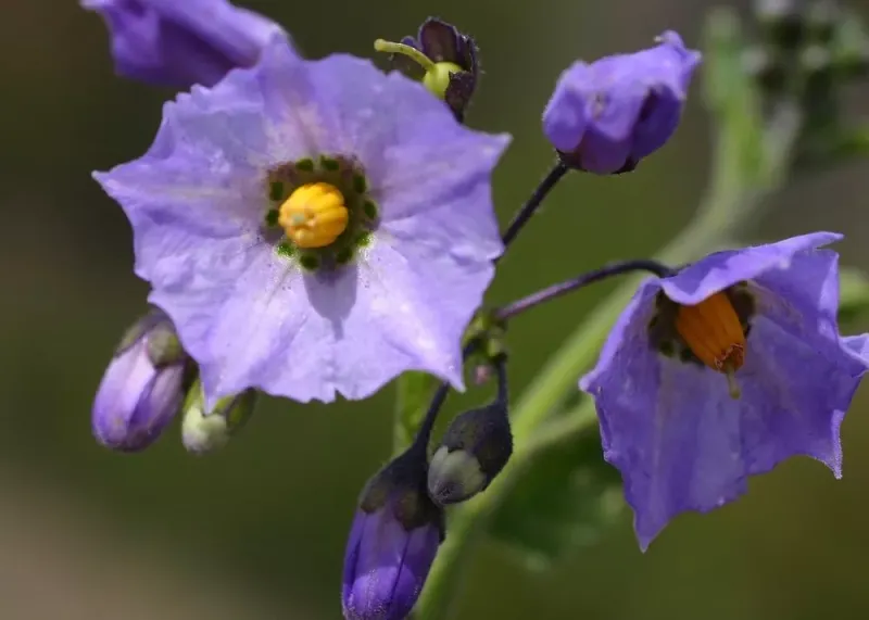 Chaparral Nightshade (Solanum xanti) - Munz's form