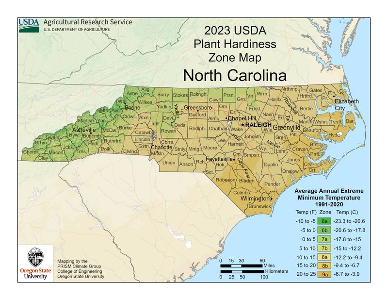 Check Local Frost Information Before You Plant