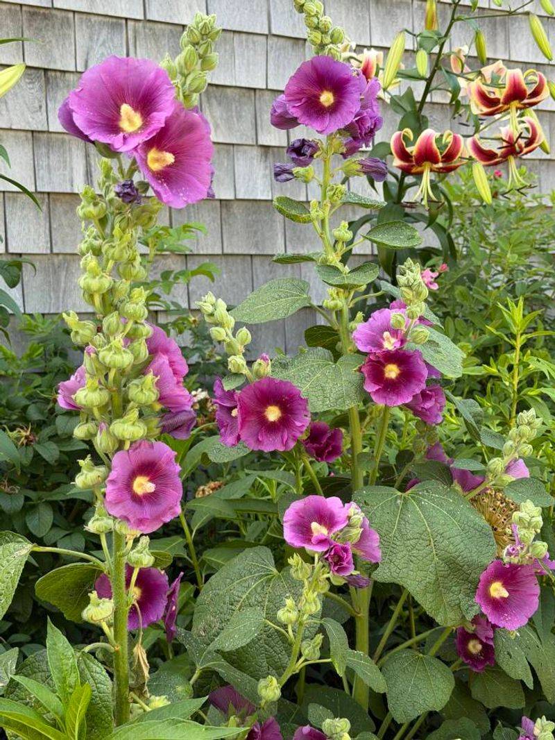 Check Plant Age, Cultivar, and Southern Heat