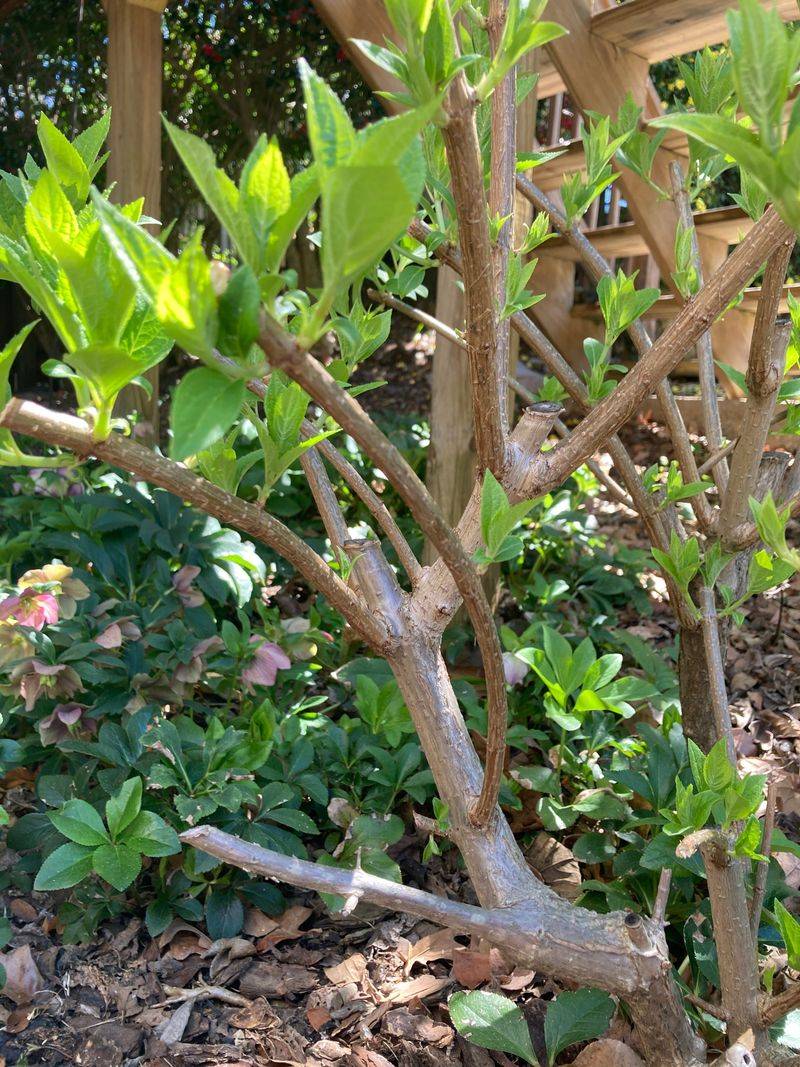 Check Southern stresses before blaming the pruners Check Southern stresses before blaming the pruners