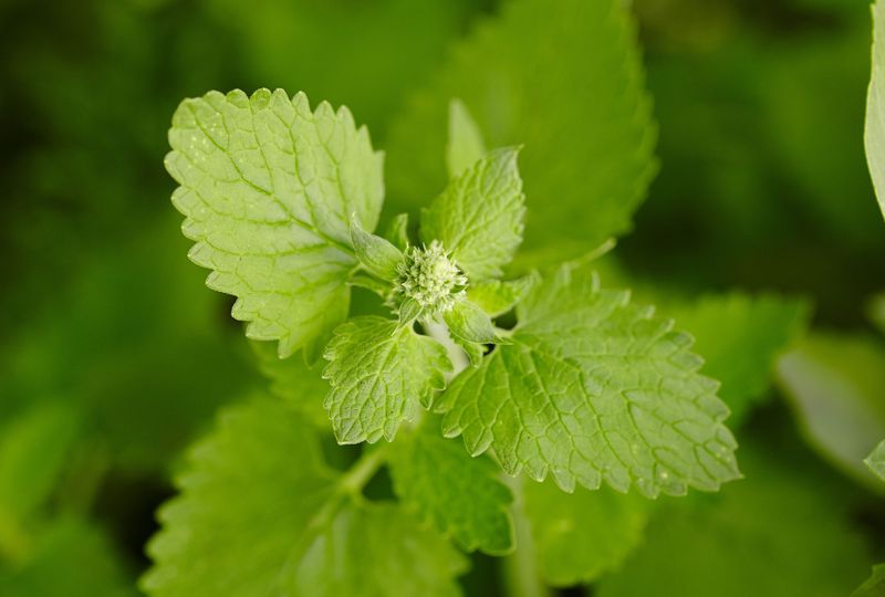 Check Whether Catnip Fits Your Texas Growing Conditions