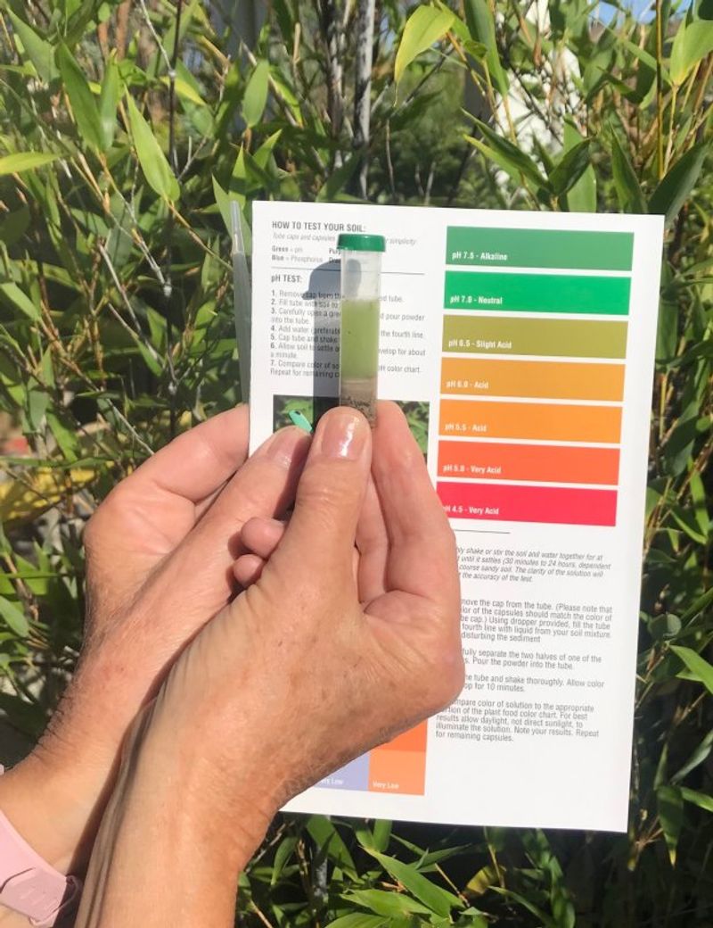 Check acidic soil before adding fertilizer or iron Check acidic soil before adding fertilizer or iron