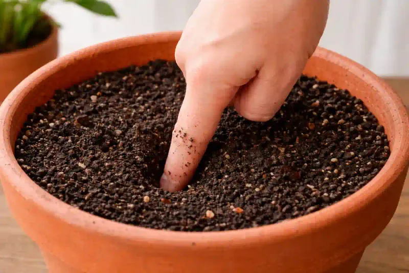 Check below the surface before you water or repot Check below the surface before you water or repot