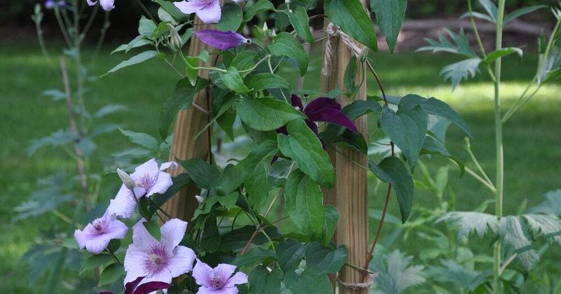 Check bloom timing, age, and Southern heat Check bloom timing, age, and Southern heat