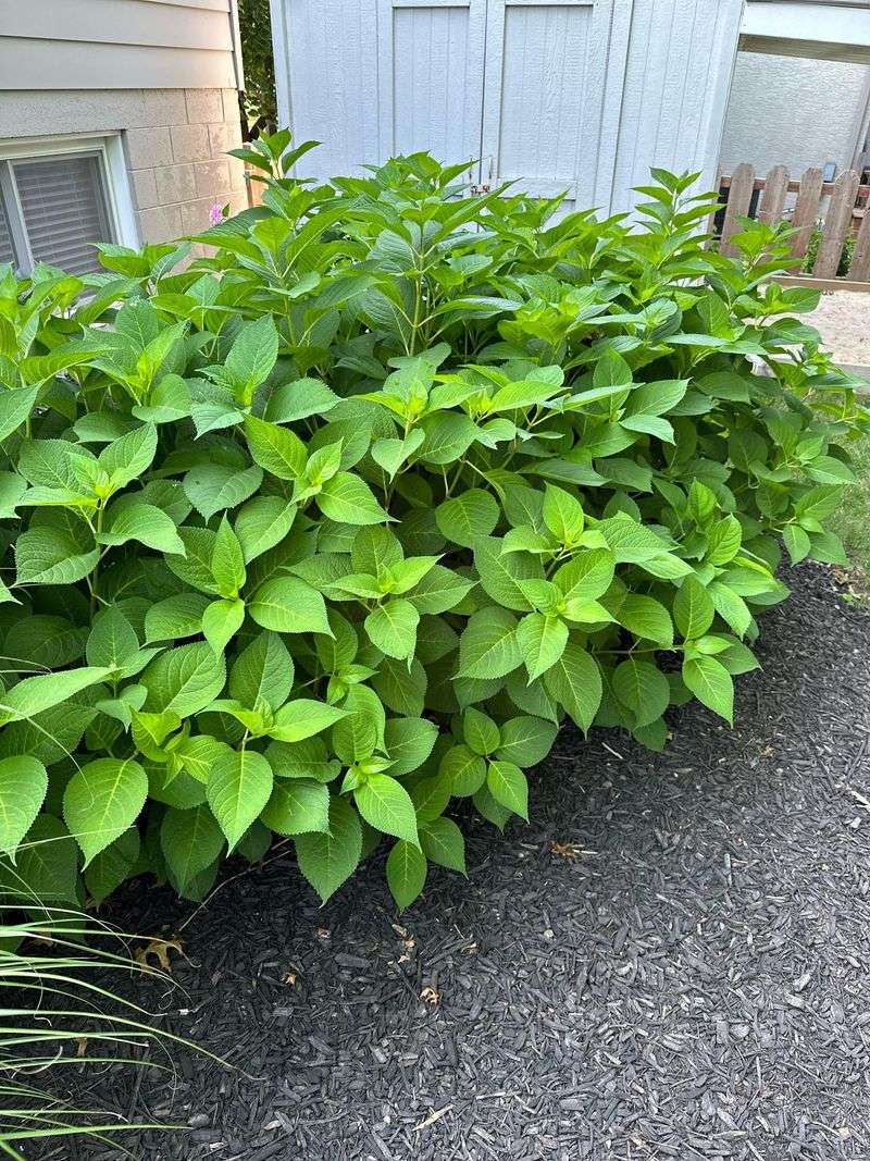 Check cold, browsing, light, water, and fertilizer before blaming pruning