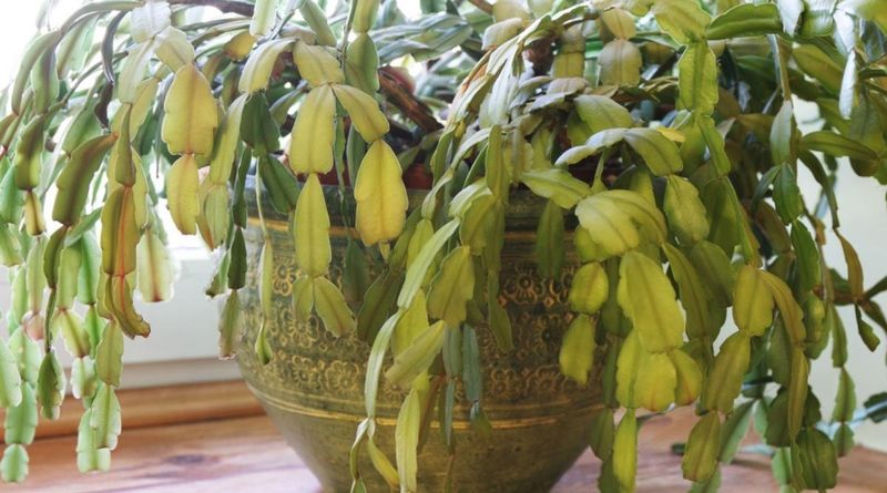 Check drainage before assuming a wilted plant needs water