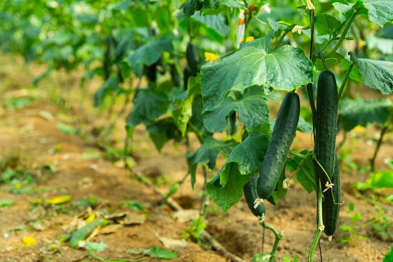 Check fast-growing vines before fruit gets away from you