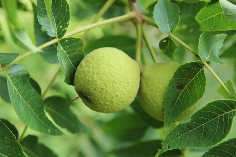 Check for Black Walnut Before Blaming the Tree Check for Black Walnut Before Blaming the Tree