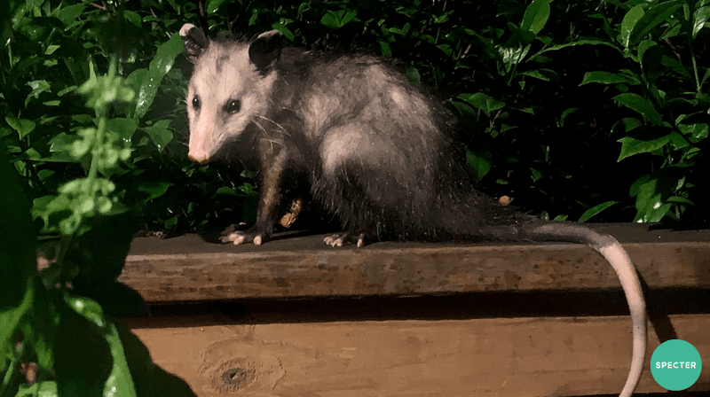 Check for Openings Under Decks, Sheds, and Crawl Spaces