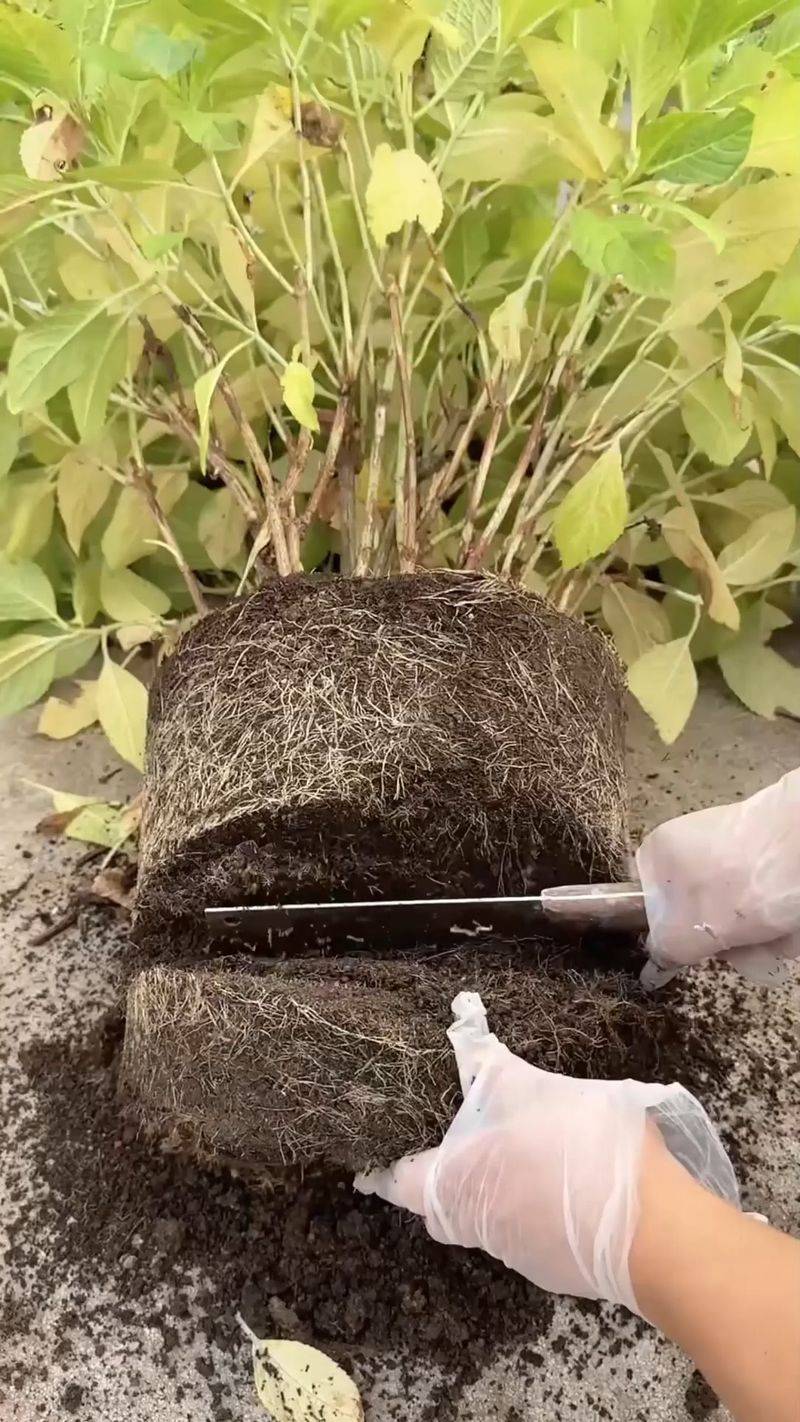 Check for Other Root-Zone Problems
