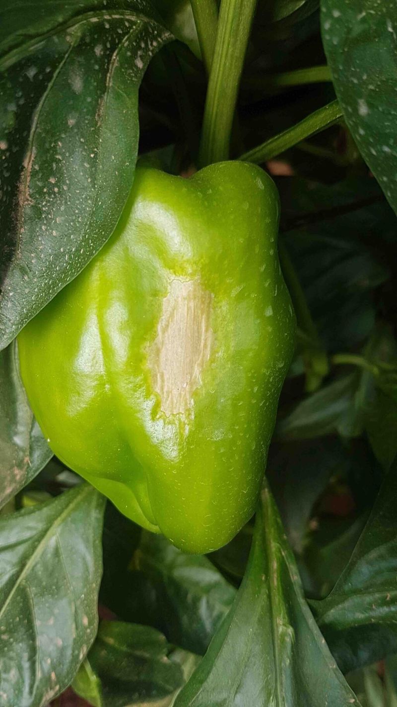 Check for Sunscald and Pepper Diseases