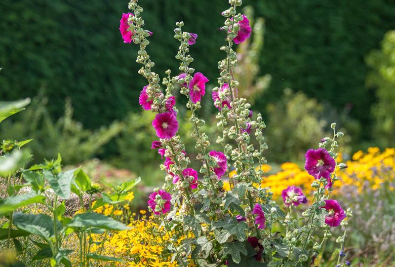 Check for a flower stalk before you change the care Check for a flower stalk before you change the care