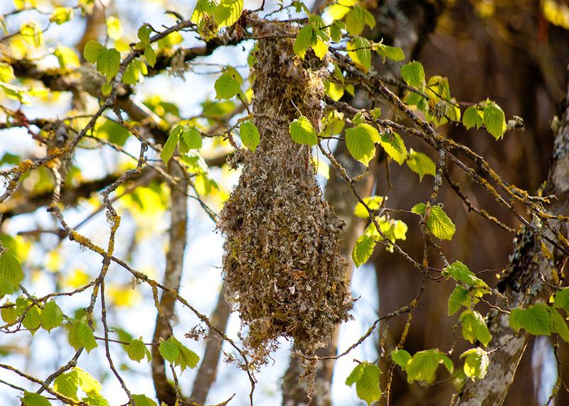 Check for a hanging nest before yard work