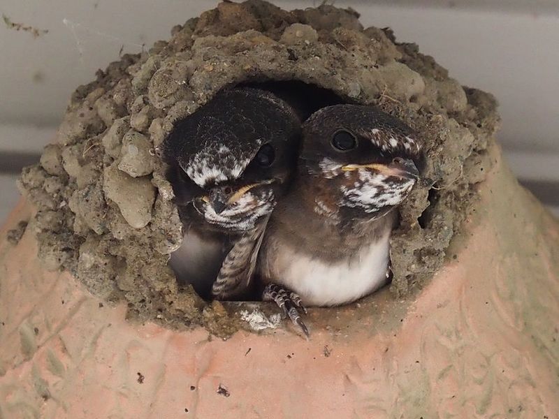 Check for active birds and bats before touching any nest