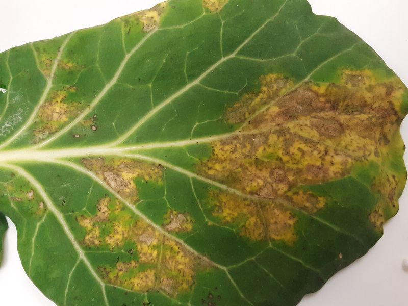 Check for disease, insects, and spreading damage
