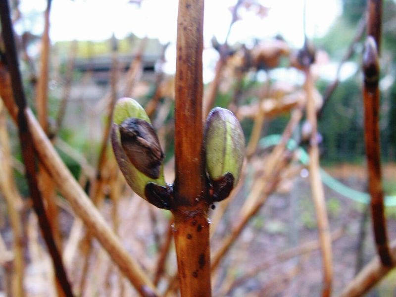 Check for freeze and winter injury before cutting