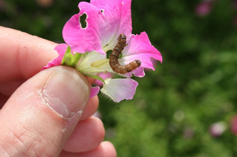 Check for pests and stress before pruning again Check for pests and stress before pruning again