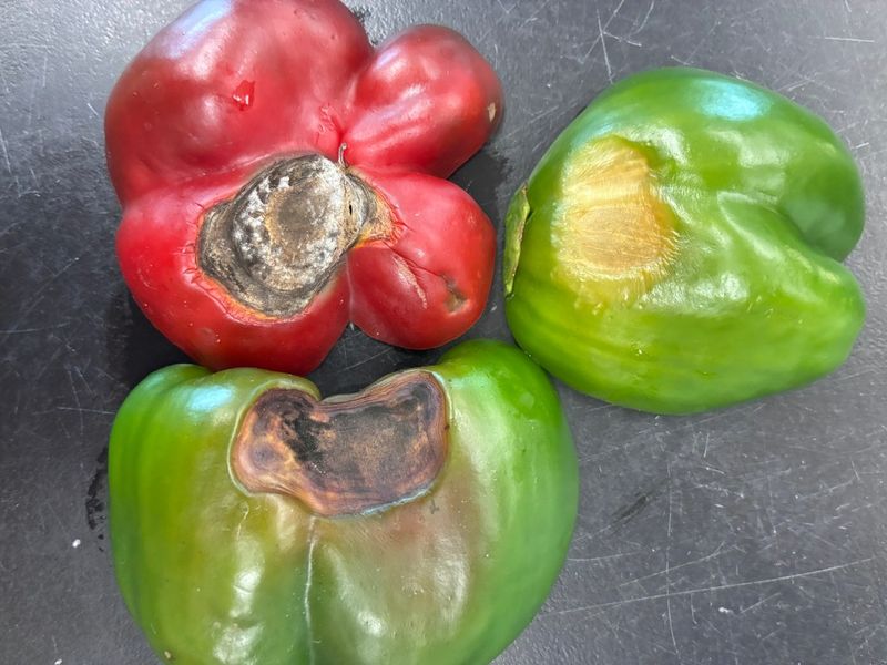 Check for rot and look-alike disorders before you decide