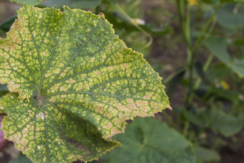Check for saturated soil, mites, and disease