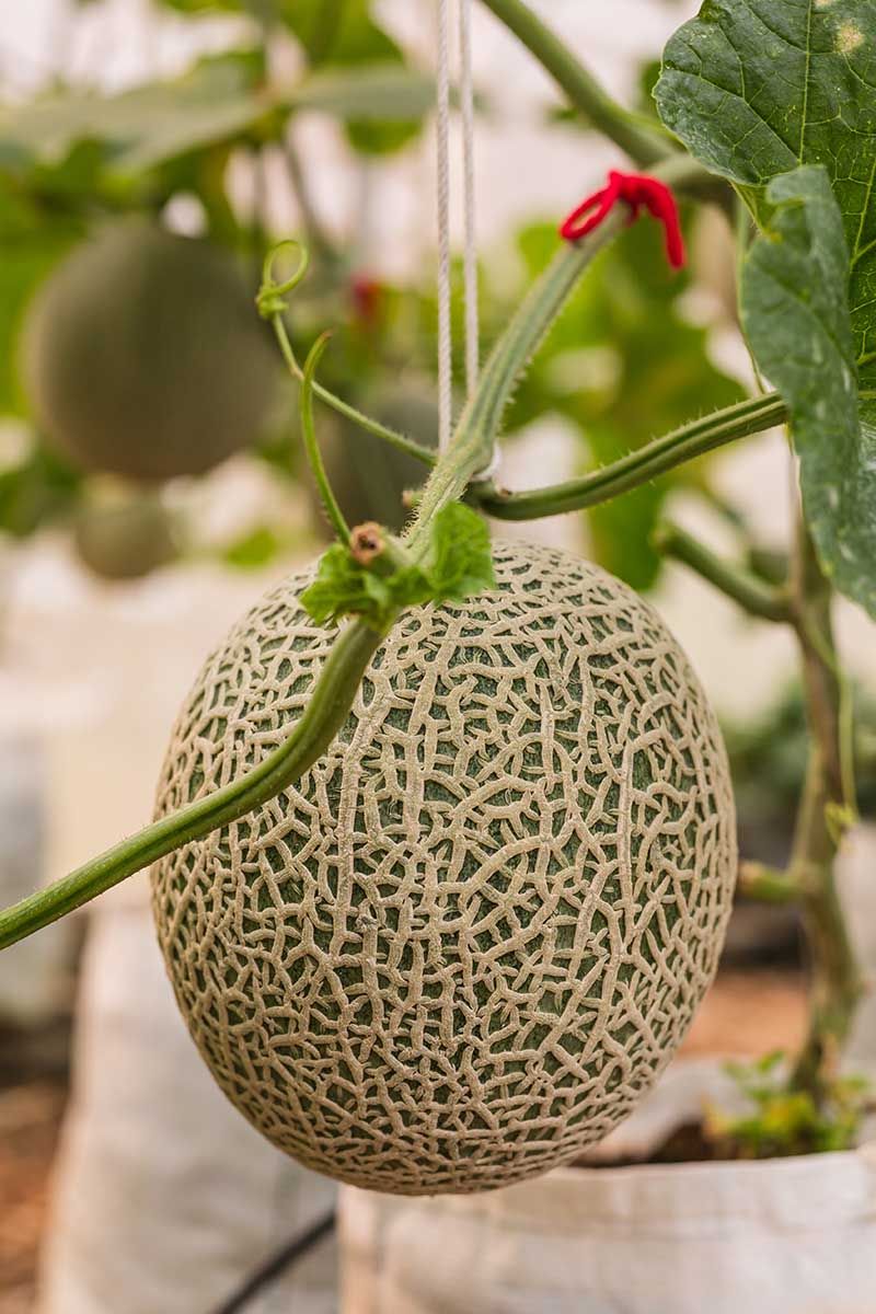 Check harvest maturity before changing the watering plan