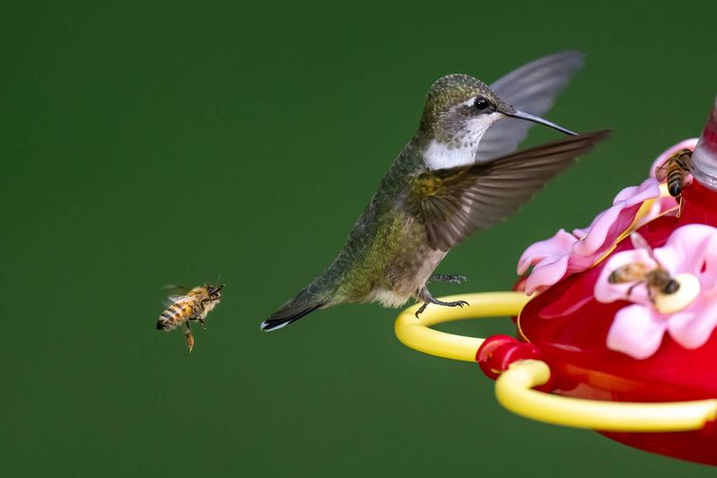 Check insects, territorial birds, and cats