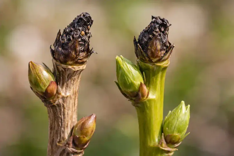 Check light, moisture, cold injury, and nitrogen when pruning does not fit Check light, moisture, cold injury, and nitrogen when pruning does not fit