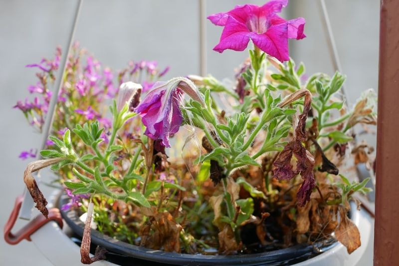 Check light, water, flowers, and pests before changing nutrients