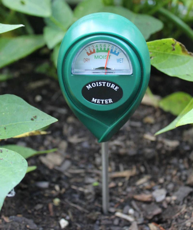 Check moisture inside the active root zone