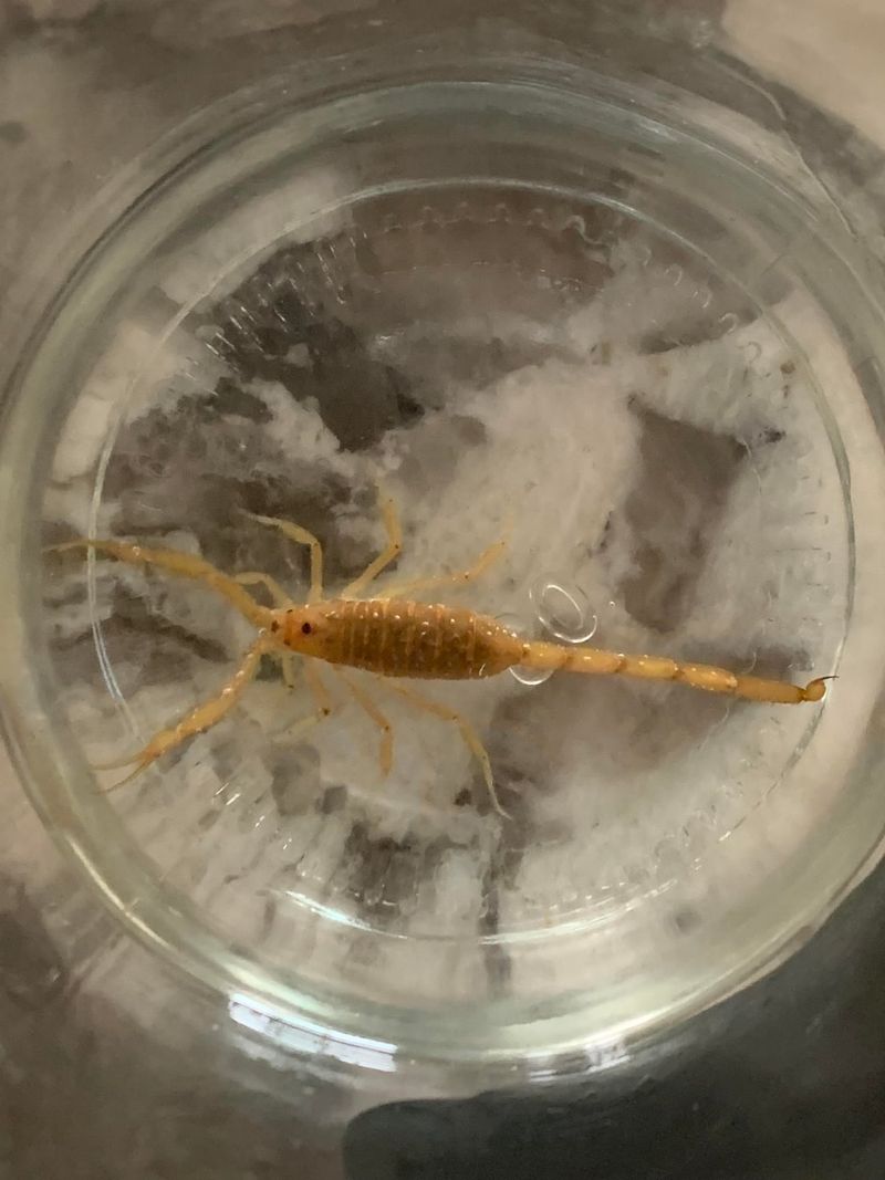 Check outdoor-stored items and remove scorpions without bare-hand contact Check outdoor-stored items and remove scorpions without bare-hand contact