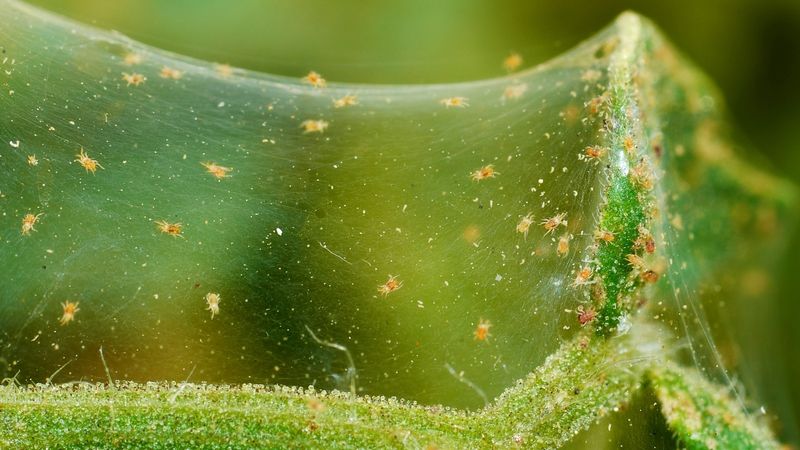 Check pests and disease before changing the routine