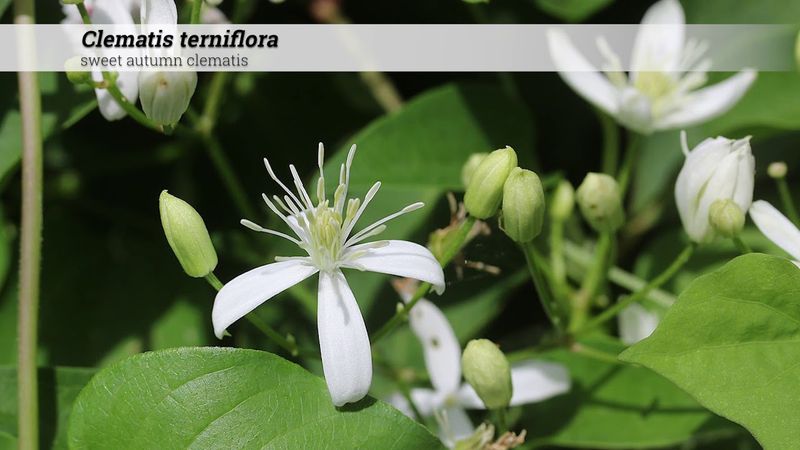 Check plant identity, safety, and propagation rights first