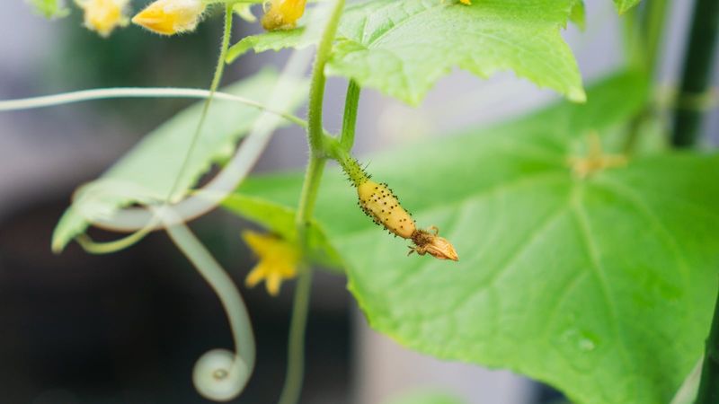 Check pollination before blaming the hose
