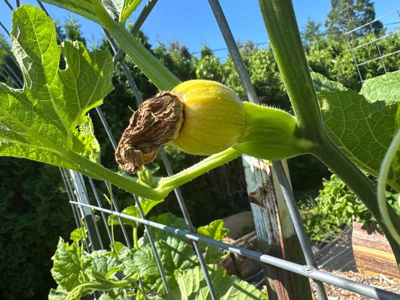 Check pollination when young zucchini stops developing