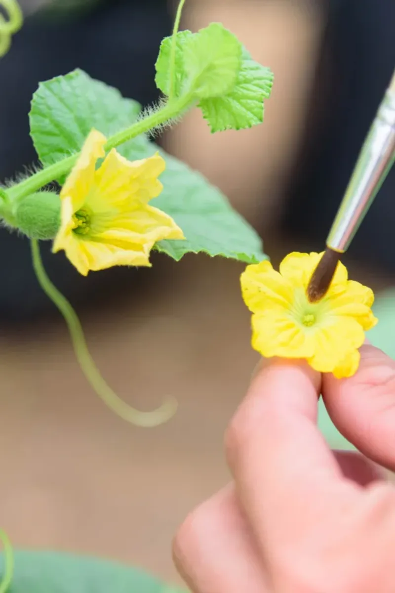 Check pollination while female flowers are open