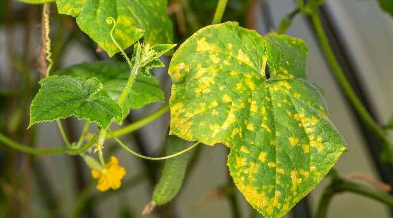 Check potassium and overall plant health before adding fertilizer