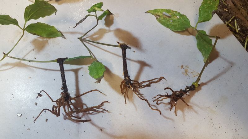 Check roots before potting and hardening Check roots before potting and hardening