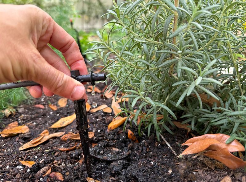 Check soil and drainage before adding water