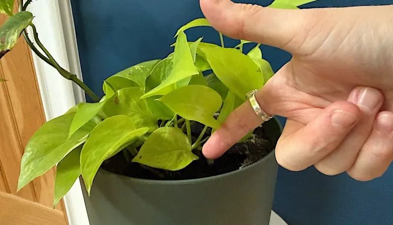 Check soil and roots before watering