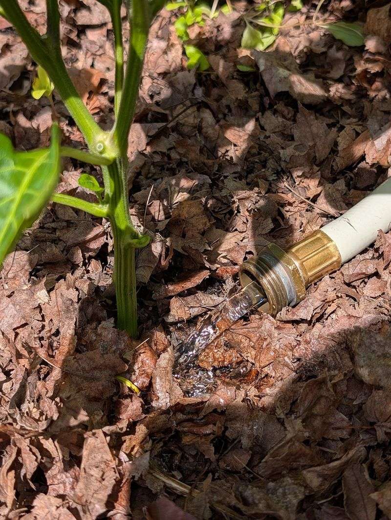 Check soil moisture and recent temperatures before blaming pollinators