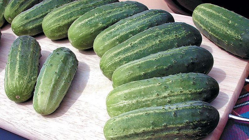Check the Cucumber Variety Before You Intervene Check the Cucumber Variety Before You Intervene