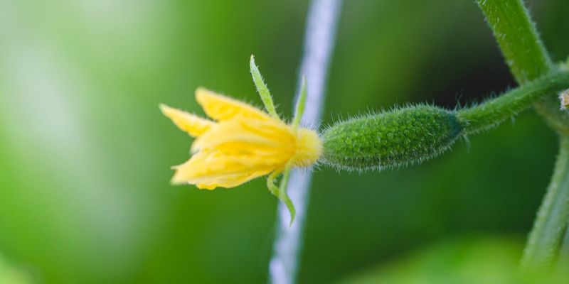 Check the Flower and Cultivar Before Blaming the Bees