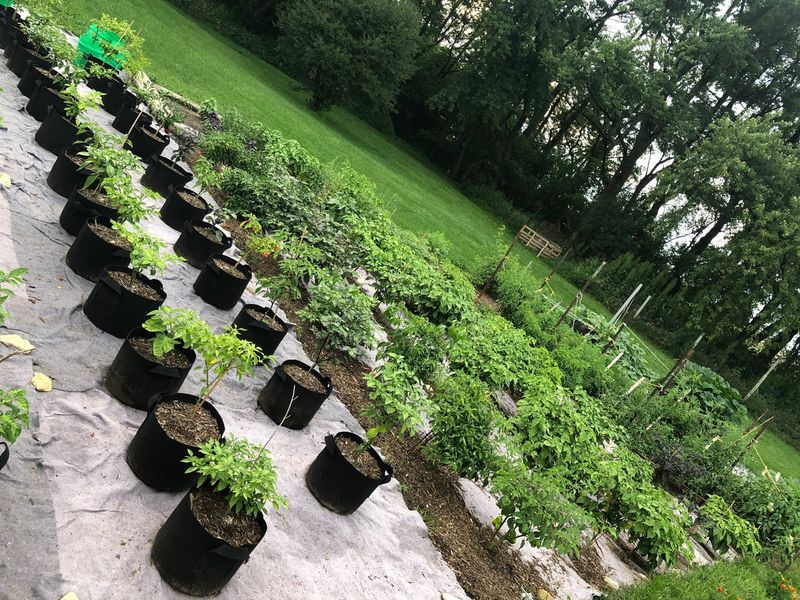 Check the Plant’s Microclimate Alongside the Forecast Check the Plant’s Microclimate Alongside the Forecast