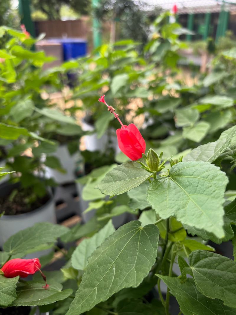 Check the Region and the Flower Color