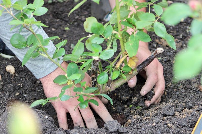 Check the Root Zone Before Blaming Fertility