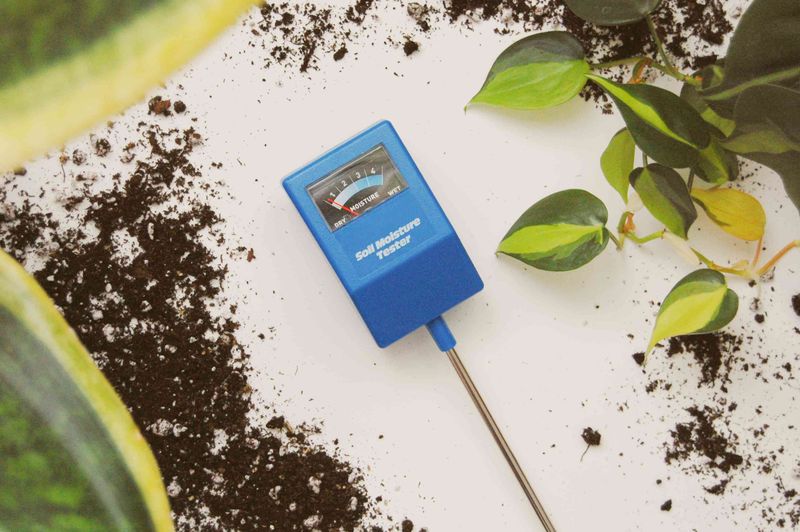 Check the Root Zone Before Watering