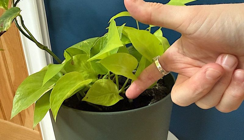 Check the Root Zone Before You Blame the Leaves