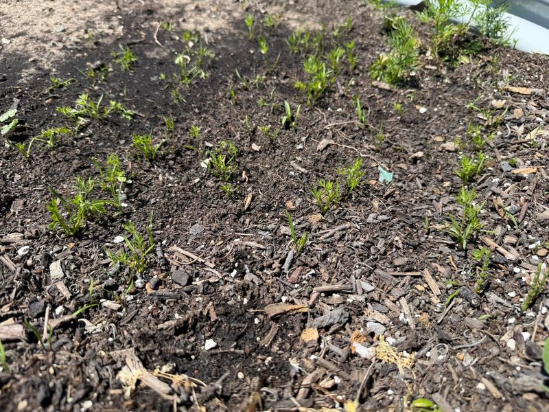 Check the Seed Zone, Moisture, and Spacing