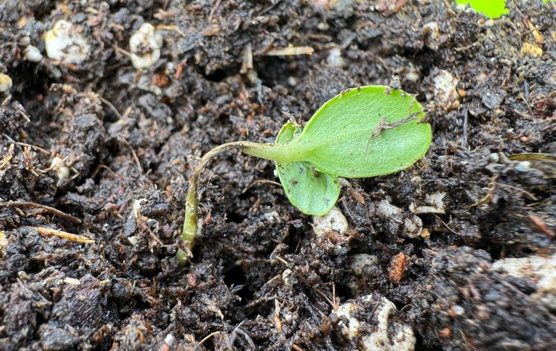 Check the Soil and Stem Before You Change the Care Routine Check the Soil and Stem Before You Change the Care Routine